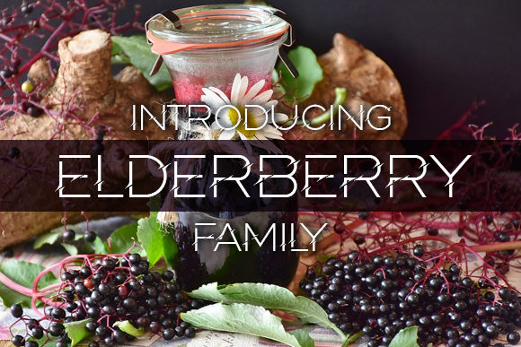 Elderberry: A Font That Balances Boldness and Elegance
